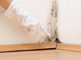 Mold Odor Removal Services in Mayville, NY